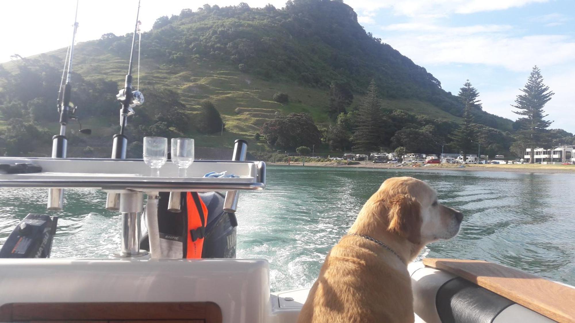 Charm On Commons, Mauao Διαμέρισμα Mount Maunganui Εξωτερικό φωτογραφία